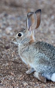 Preview wallpaper rabbit, hare, profile, animal