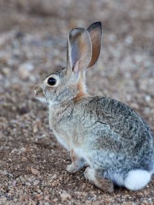 Preview wallpaper rabbit, hare, profile, animal