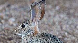 Preview wallpaper rabbit, hare, profile, animal