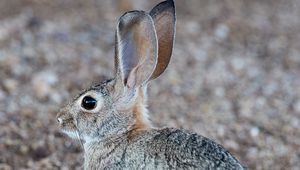 Preview wallpaper rabbit, hare, profile, animal