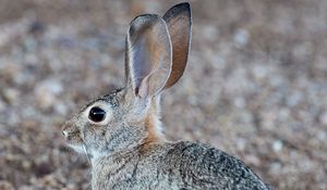 Preview wallpaper rabbit, hare, profile, animal