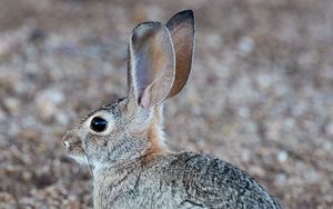 Preview wallpaper rabbit, hare, profile, animal