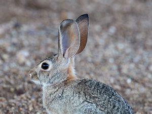 Preview wallpaper rabbit, hare, profile, animal