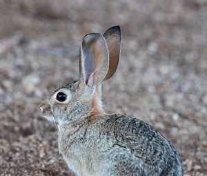 Preview wallpaper rabbit, hare, profile, animal