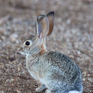 Preview wallpaper rabbit, hare, profile, animal