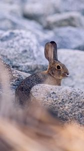 Preview wallpaper rabbit, hare, profile, animal, stones