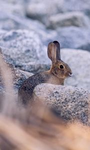 Preview wallpaper rabbit, hare, profile, animal, stones