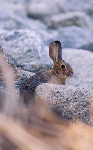 Preview wallpaper rabbit, hare, profile, animal, stones