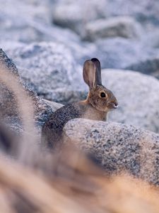 Preview wallpaper rabbit, hare, profile, animal, stones