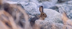 Preview wallpaper rabbit, hare, profile, animal, stones