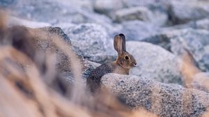 Preview wallpaper rabbit, hare, profile, animal, stones