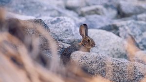 Preview wallpaper rabbit, hare, profile, animal, stones