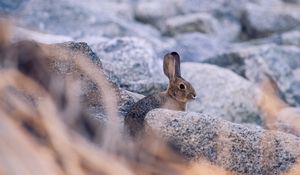 Preview wallpaper rabbit, hare, profile, animal, stones