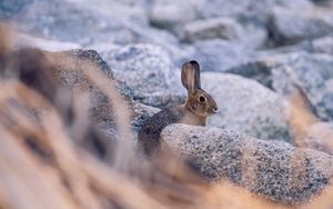 Preview wallpaper rabbit, hare, profile, animal, stones