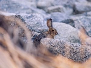 Preview wallpaper rabbit, hare, profile, animal, stones