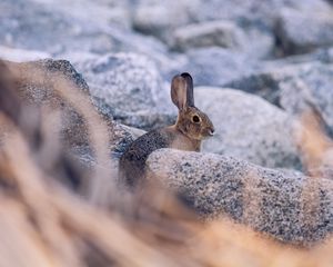 Preview wallpaper rabbit, hare, profile, animal, stones