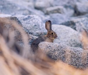 Preview wallpaper rabbit, hare, profile, animal, stones