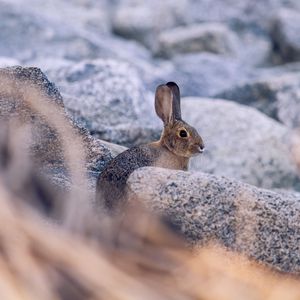 Preview wallpaper rabbit, hare, profile, animal, stones