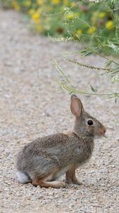 Preview wallpaper rabbit, hare, profile, fluffy