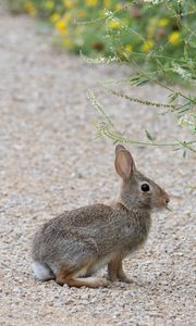 Preview wallpaper rabbit, hare, profile, fluffy