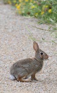Preview wallpaper rabbit, hare, profile, fluffy