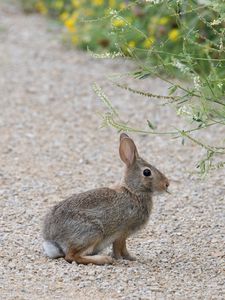 Preview wallpaper rabbit, hare, profile, fluffy