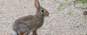 Preview wallpaper rabbit, hare, profile, fluffy