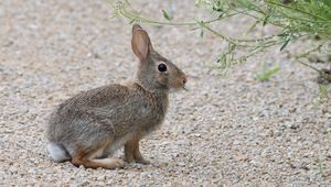 Preview wallpaper rabbit, hare, profile, fluffy