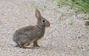 Preview wallpaper rabbit, hare, profile, fluffy