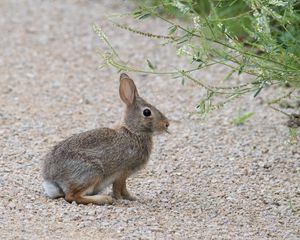 Preview wallpaper rabbit, hare, profile, fluffy
