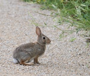 Preview wallpaper rabbit, hare, profile, fluffy