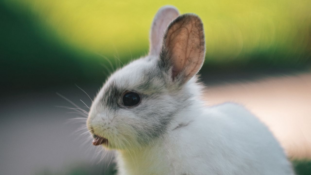 Wallpaper rabbit, hare, protruding tongue, funny