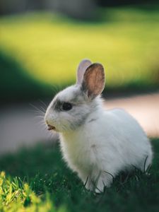Preview wallpaper rabbit, hare, protruding tongue, funny