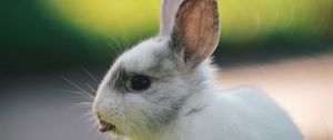 Preview wallpaper rabbit, hare, protruding tongue, funny