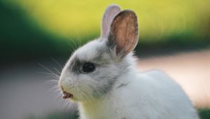 Preview wallpaper rabbit, hare, protruding tongue, funny