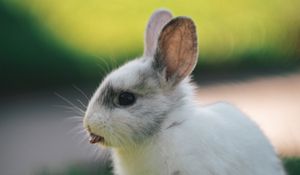 Preview wallpaper rabbit, hare, protruding tongue, funny