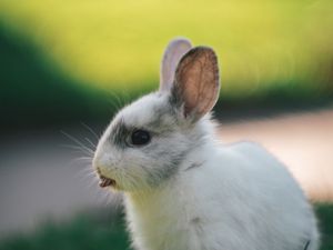 Preview wallpaper rabbit, hare, protruding tongue, funny