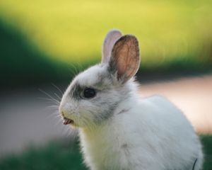 Preview wallpaper rabbit, hare, protruding tongue, funny