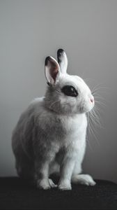 Preview wallpaper rabbit, hare, white