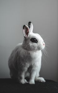 Preview wallpaper rabbit, hare, white