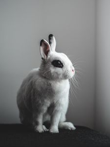 Preview wallpaper rabbit, hare, white