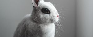 Preview wallpaper rabbit, hare, white
