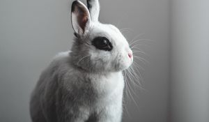 Preview wallpaper rabbit, hare, white