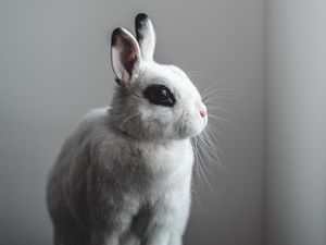 Preview wallpaper rabbit, hare, white