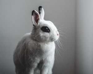 Preview wallpaper rabbit, hare, white
