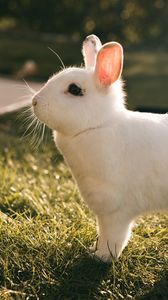 Preview wallpaper rabbit, hare, white, profile
