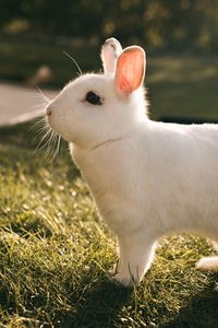 Preview wallpaper rabbit, hare, white, profile