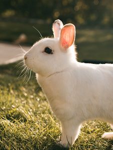 Preview wallpaper rabbit, hare, white, profile