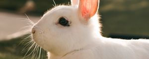 Preview wallpaper rabbit, hare, white, profile