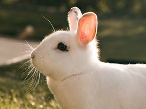 Preview wallpaper rabbit, hare, white, profile